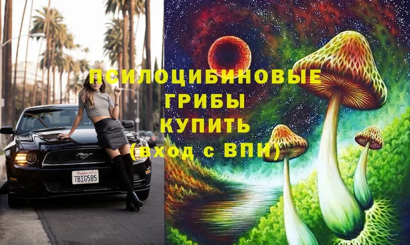 блэк спрут ССЫЛКА  Чишмы  Псилоцибиновые грибы Psilocybe 